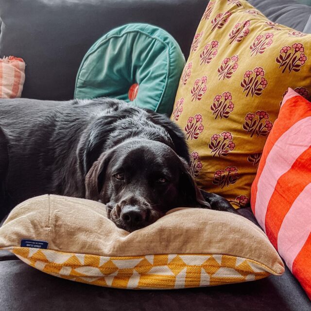 Co roku długo się żegnam z latem, przechodzę wszystkie podręcznikowe fazy żałoby od zaprzeczenia przez gniew, targowanie się i smutek. Z bólem serca przeżywam ostatnie wrześniowe ciepłe wieczory, klucze ptaków, klangor żurawi.

Aż przychodzi pierwsza jesienna, domowa sobota czy niedziela, a wraz z nią faza ostatnia - akceptacja. I pierwsze sezonowe smaki, zapachy, rytuały. Lampki na półkach, świece, bukiety cynii i dalii, dynie. Poprane, pachnące świeżością koce, gotowe, by zacząć w nich polegiwać, kitwasić się i przytulać. Placki z jabłkami i cynamonem. Earl grey i rooibos z malinami. Układanie w szafach i szafkach. 

Domowość. Moszczenie się w przytulnych kątach. Szykowanie wygodnej gawry na zimę. Lubię też trochę to jesienne zwolnienie. 

Już trochę chciałoby się pognić z książką, gdy deszcz dudni miarowo o parapet. Miękkie sofy i jeszcze pulchniejsze poduszki kuszą, by zapaść się i odpocząć po letniej aktywności. Zamknąć oczy, umościć się wygodnie, poleżeć wreszcie bezkarnie z ciepłą psią głową kolanach.

Wy już też w akceptacji, czy jeszcze wypieracie w japonkach na stopach? 😉